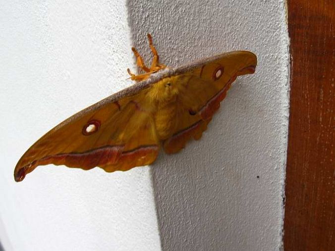 Soweska ma gigant