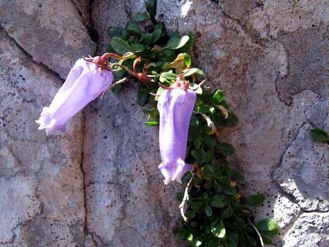 Campanula Zoysii z Maej Mojstrovki